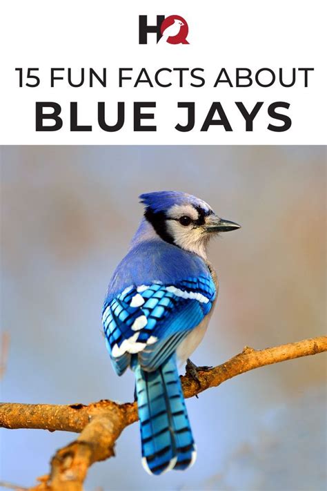 cool facts about blue jays